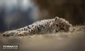 پیروز؛ پسر ایران 32