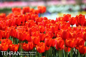 باغ گل لاله های ایرانی در بوستان آبشار تهران‎ 15