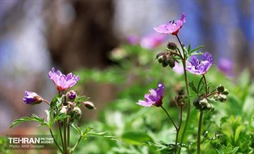 طبیعت بهاری روستای سنگان 25