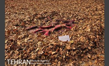 سومین رویداد هنری "پاییز برگ" در میدان مشق 11