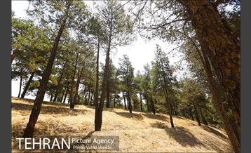 بوستان جنگلی یاس فاطمی 19