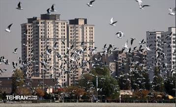 کوچ پرندگان مهاجر / شایان محرابی