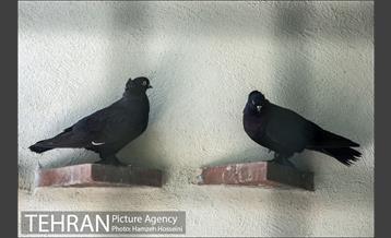 باغ پرندگان تهران 33
