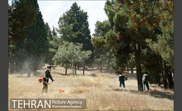 علف زنی بوستانهای تهران برای مقابله با آتش سوزی 20