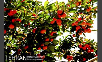 گذری در کوچه پس کوچه های محله کن‎ 7