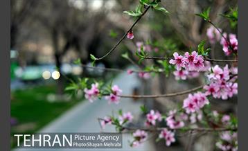 شکوفه های بهاری در پایتخت 9