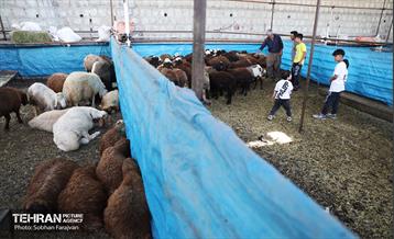 مرکز عرضه دام بهداشتی به مناسبت عید قربان 45