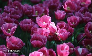 بازدید اصحاب رسانه از باغ ایرانی 14