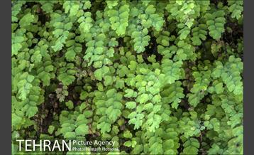 بوستان نهج البلاغه 8