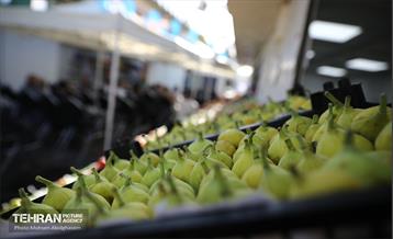 افتتاح ۲ بازار میوه و تره‌بار در تهران 1