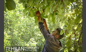 فصل برداشت توت از باغات سولقان 5