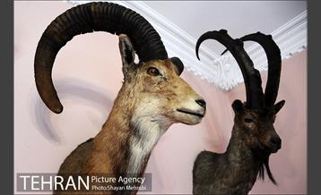 موزه حیات وحش هفت چنار 53