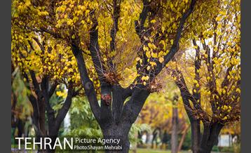 پاییز در بوستان المهدی(عج) 27
