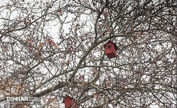بارش باران زمستانی در تهران 4