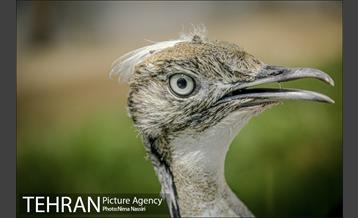 زندگی در قفس 12