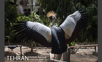 باغ پرندگان تهران 15