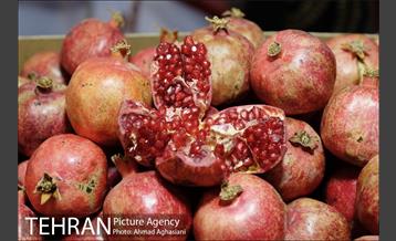 هفتمین جشنواره انار فرهنگسرای اشراق 24