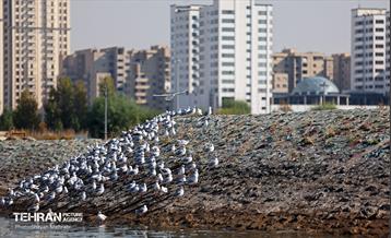 کوچ پرندگان مهاجر به دریاچه شهدای خلیج‌فارس 12