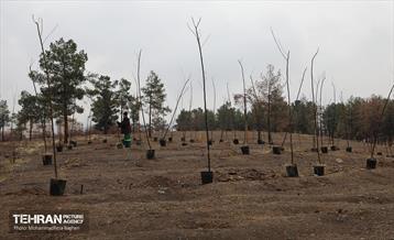 آغاز کاشت ۲۵ هزار اصله نهال غیرمثمر در بوستان چیتگر 32