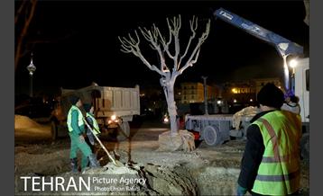 ​جا به جایی درختان گیشا به دلیل ساخت زیرگذر 32