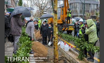 آئین کاشت درخت زندگی 16