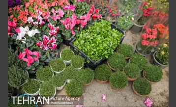 بازار گل و گیاه غرب تهران در آستانه نوروز 13