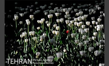 رویش گل های لاله در باغ ایرانی 18