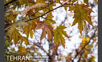پاییز در بوستان المهدی(عج) 6