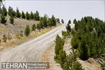 بوستان جنگلی یاس فاطمی 13
