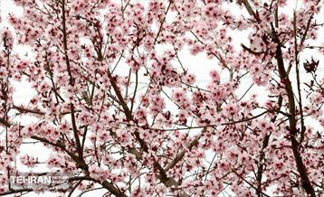 طرح استقبال از بهار 28