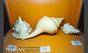 موزه علوم زمین 21