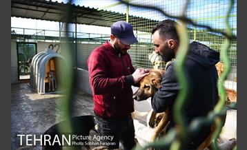 رهاسازی 150 قلاده سگ بدون صاحب  4