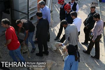 بازدید پیروز حناچی شهردار تهران از دهکده مهربانی 6
