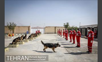 سگ های آنست 1