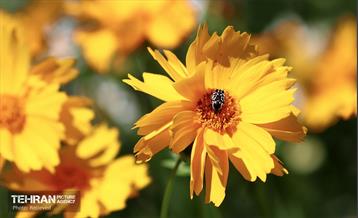 طبیعت بهاری در باغ ملی گیاهشناسی ایران 22