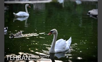 باغ پرندگان تهران 47