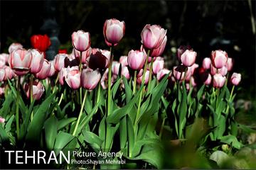 رویش گل های لاله در باغ ایرانی 38