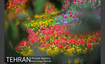 رویش گل لاله در پارک شهر 20
