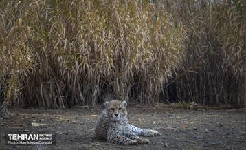 پیروز؛ پسر ایران 18