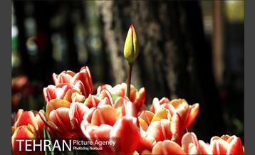 طبیعت بهاری بوستان پلیس  10