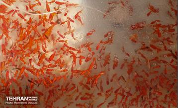 بازار گل محلاتی  6