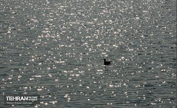 کوچ پرندگان مهاجر به دریاچه شهدای خلیج‌فارس 1