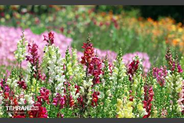 طبیعت بهاری در باغ ملی گیاهشناسی ایران 8