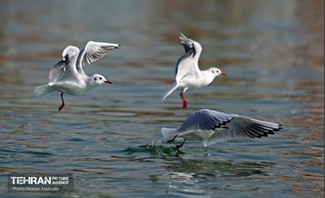 کوچ پرندگان مهاجر به دریاچه شهدای خلیج‌فارس 7