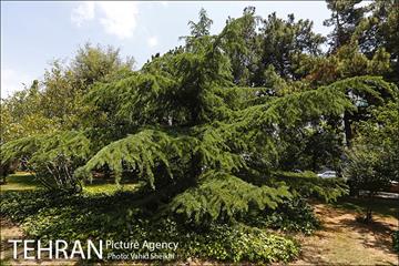 بوستان میعاد 5