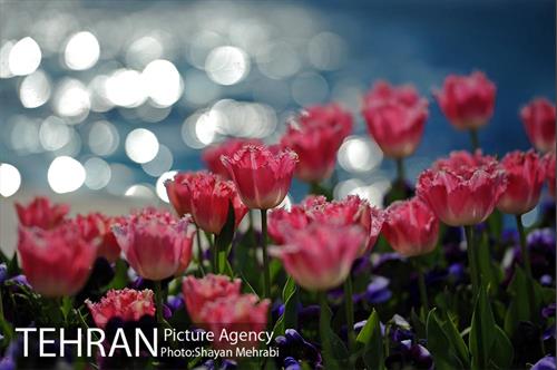 رویش گل های لاله در پارک شهر 33