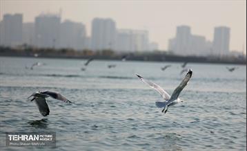 کوچ پرندگان مهاجر به دریاچه شهدای خلیج‌فارس 36