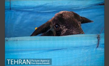 مرکز عرضه دام بهداشتی به مناسبت عید قربان در منطقه 14