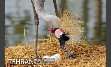 باغ پرندگان 6