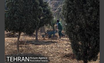 کاشت نهال در بوستان ولایت  24